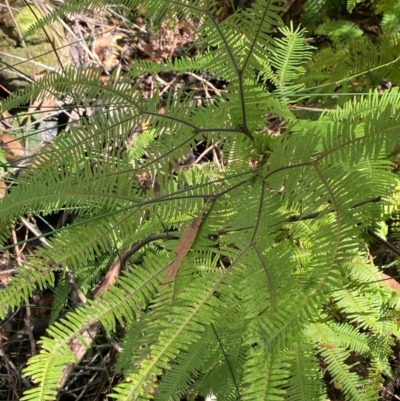 Sticherus lobatus (Spreading Fan Fern) at Wingecarribee Local Government Area - 3 Mar 2024 by Tapirlord