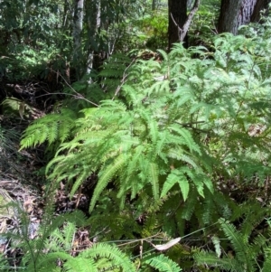 Sticherus lobatus at Budderoo National Park - 3 Mar 2024