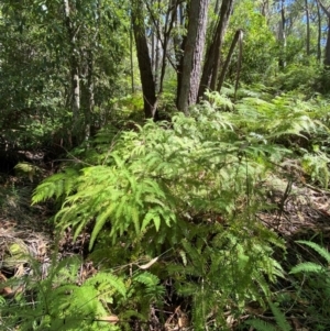 Sticherus lobatus at Budderoo National Park - suppressed