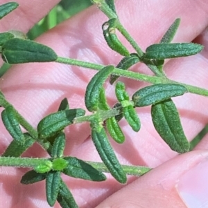 Prostanthera hirtula (Hairy Mint-bush) at Robertson by Tapirlord