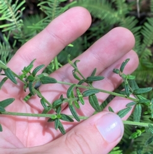 Prostanthera hirtula at Budderoo National Park - 3 Mar 2024