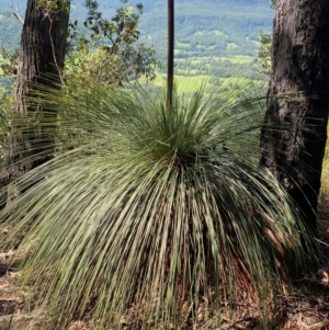 Xanthorrhoea australis at Budderoo National Park - suppressed