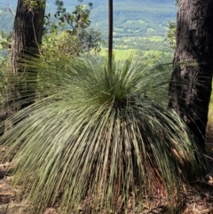 Xanthorrhoea australis (Austral Grass Tree, Kangaroo Tails) at Budderoo National Park - 3 Mar 2024 by Tapirlord