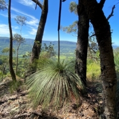 Xanthorrhoea australis at Budderoo National Park - suppressed