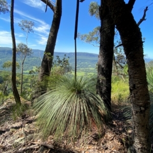 Xanthorrhoea australis at Budderoo National Park - suppressed