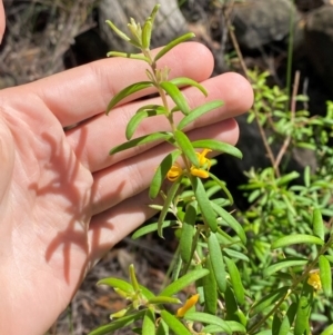 Persoonia mollis subsp. ledifolia at Budderoo National Park - 3 Mar 2024 11:27 AM