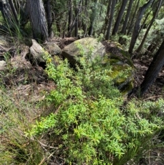 Persoonia mollis subsp. ledifolia at Budderoo National Park - 3 Mar 2024