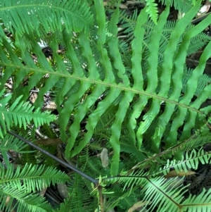 Blechnum cartilagineum at Budderoo National Park - 3 Mar 2024