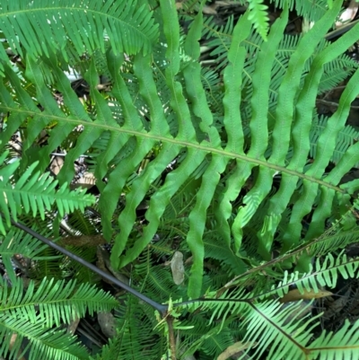 Blechnum cartilagineum (Gristle Fern) at Robertson - 3 Mar 2024 by Tapirlord