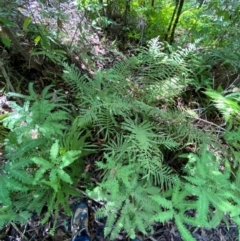 Blechnum cartilagineum at Budderoo National Park - 3 Mar 2024