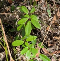 Cissus hypoglauca (Giant Water Vine) at Robertson, NSW - 3 Mar 2024 by Tapirlord