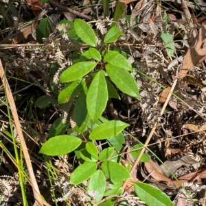 Cissus hypoglauca at Budderoo National Park - 3 Mar 2024