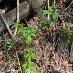 Cissus hypoglauca at Budderoo National Park - 3 Mar 2024