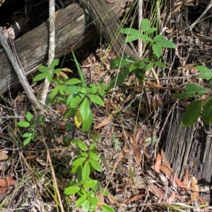 Cissus hypoglauca at Budderoo National Park - 3 Mar 2024 11:25 AM