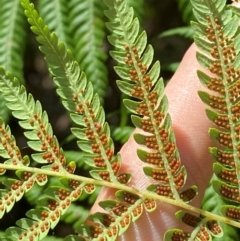 Cyathea australis subsp. australis (Rough Tree Fern) at Budderoo National Park - 3 Mar 2024 by Tapirlord