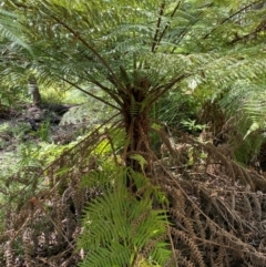 Cyathea australis subsp. australis at Budderoo National Park - suppressed