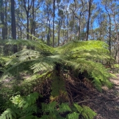 Cyathea australis subsp. australis at Budderoo National Park - 3 Mar 2024