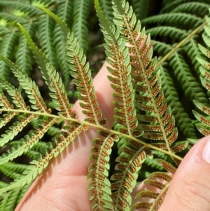 Cyathea australis subsp. australis at Budderoo National Park - 3 Mar 2024