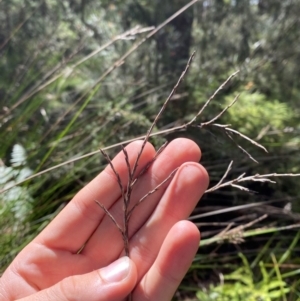 Lepidosperma urophorum at Budderoo National Park - 3 Mar 2024 11:22 AM