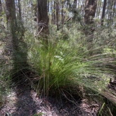 Lepidosperma urophorum at Budderoo National Park - 3 Mar 2024 11:22 AM