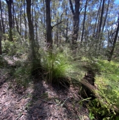 Lepidosperma urophorum at Budderoo National Park - 3 Mar 2024 11:22 AM