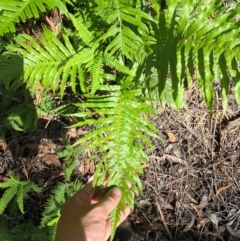 Blechnum cartilagineum (Gristle Fern) at Robertson, NSW - 3 Mar 2024 by Tapirlord