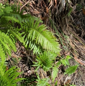 Blechnum cartilagineum at Budderoo National Park - 3 Mar 2024