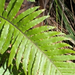 Blechnum cartilagineum at Budderoo National Park - 3 Mar 2024