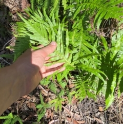 Blechnum cartilagineum at Budderoo National Park - 3 Mar 2024