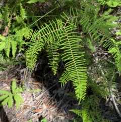 Gleichenia dicarpa (Wiry Coral Fern) at Robertson, NSW - 3 Mar 2024 by Tapirlord