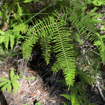 Gleichenia dicarpa (Wiry Coral Fern) at Robertson, NSW - 3 Mar 2024 by Tapirlord