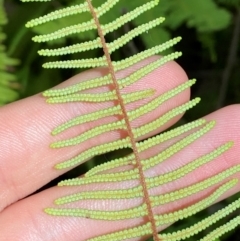 Gleichenia dicarpa at Budderoo National Park - suppressed