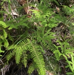 Gleichenia dicarpa at Budderoo National Park - 3 Mar 2024