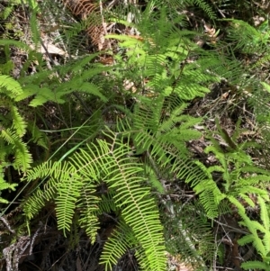 Gleichenia dicarpa at Budderoo National Park - 3 Mar 2024