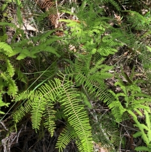 Gleichenia dicarpa at Budderoo National Park - suppressed