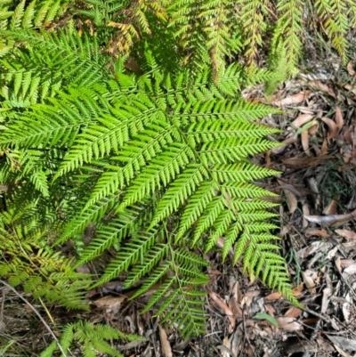 Calochlaena dubia (Rainbow Fern) at Robertson - 3 Mar 2024 by Tapirlord