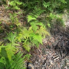 Calochlaena dubia at Budderoo National Park - 3 Mar 2024