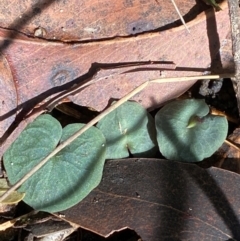 Corybas aconitiflorus (Spurred Helmet Orchid) at Robertson, NSW - 3 Mar 2024 by Tapirlord