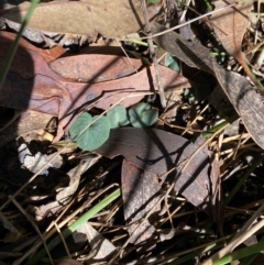 Corybas aconitiflorus at Budderoo National Park - suppressed