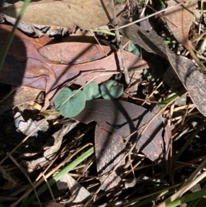 Corybas aconitiflorus at Budderoo National Park - suppressed