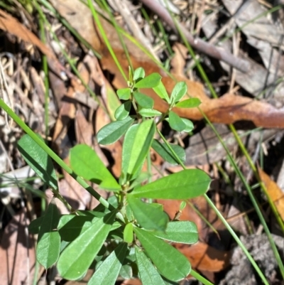 Pultenaea daphnoides (Large-leaf Bush-pea) at Wingecarribee Local Government Area - 3 Mar 2024 by Tapirlord
