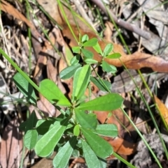 Pultenaea daphnoides at Budderoo National Park - 3 Mar 2024 11:20 AM