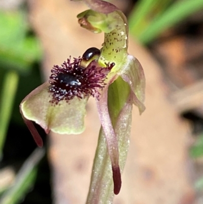 Chiloglottis seminuda (Turtle Orchid) at Robertson, NSW - 3 Mar 2024 by Tapirlord