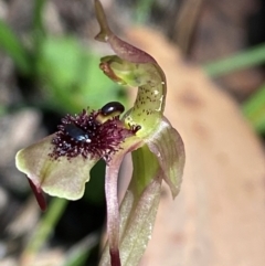 Chiloglottis seminuda at suppressed - suppressed