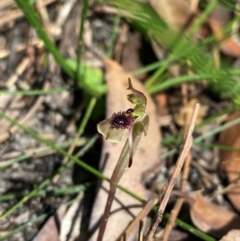 Chiloglottis seminuda at suppressed - 3 Mar 2024