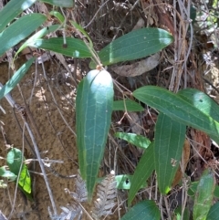 Smilax glyciphylla (Native Sarsaparilla) at Wingecarribee Local Government Area - 3 Mar 2024 by Tapirlord