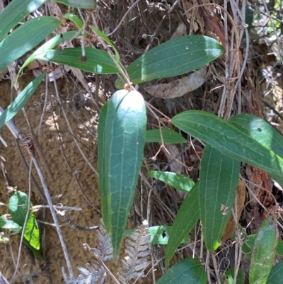 Smilax glyciphylla (Native Sarsaparilla) at Robertson, NSW - 3 Mar 2024 by Tapirlord