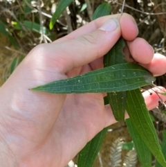 Smilax glyciphylla at Budderoo National Park - 3 Mar 2024