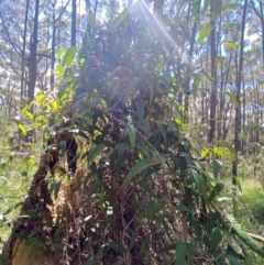 Smilax glyciphylla at Budderoo National Park - 3 Mar 2024 11:17 AM