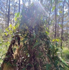 Smilax glyciphylla at Budderoo National Park - 3 Mar 2024